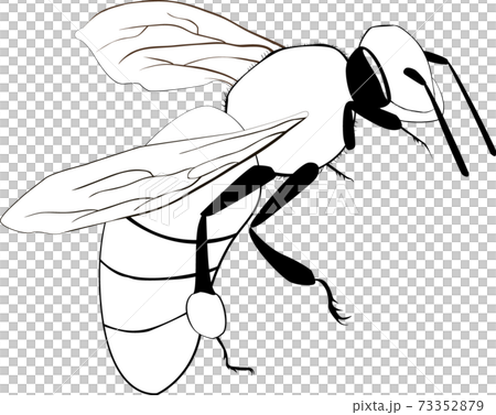 flying bee cartoon outline isolated on white 73352879