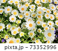 白い花 73352996