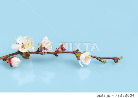 Spring blooming tree branch on baby blue background 73353004