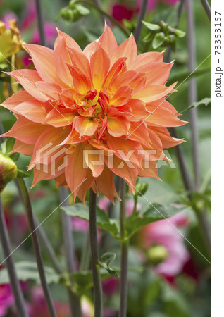 オレンジ色のダリアの花が咲いています。 73353157