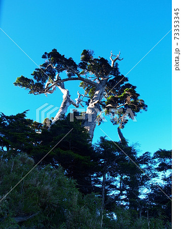 林 森 樹林 73353345