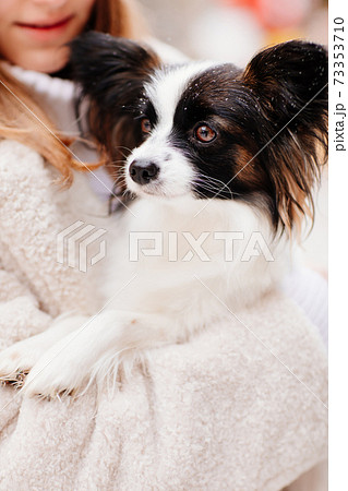 dog papillon in hands of girl in artificial fur coat on winter Christmas streets 73353710