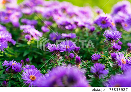 犬の散歩道の風景 犬の散歩道の風景 73353927