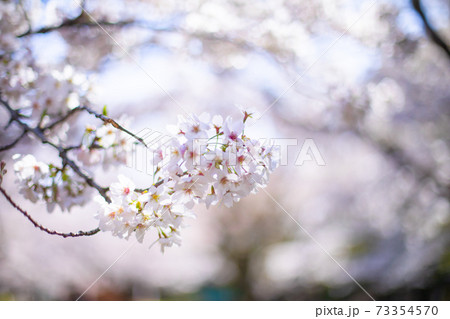 桜のアップ写真 桜のアップ写真 73354570