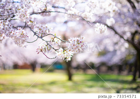 桜のアップ写真 桜のアップ写真 73354571