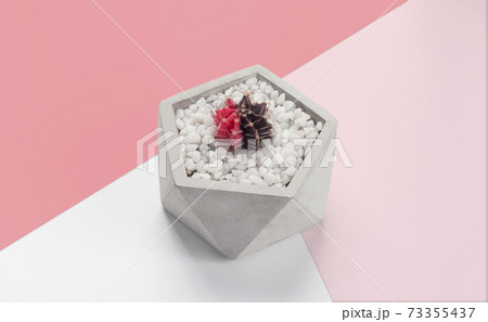 gymnocalycium cactus pots placed on the pink background 73355437