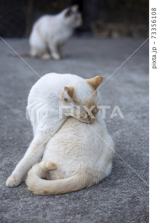 二匹の猫 73356108