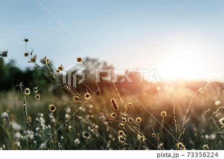 Abstract warm landscape of dry wildflower and grass meadow on warm golden hour sunset or sunrise time. Tranquil autumn fall nature field background. Soft golden hour sunlight at countryside Abstract warm landscape of dry wildflower and grass meadow on warm golden hour sunset or sunrise time. Tranquil autumn fall nature field background. Soft golden hour sunlight at countryside 73356224