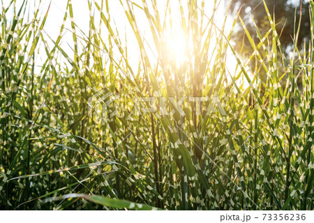 Scenic view Miscanthus Sinensis Strictus Zebrinus leaves in home backyard ornamental garden with green grass lawn and backlit sun lights background. Gardening watering landscaping design concept 73356236