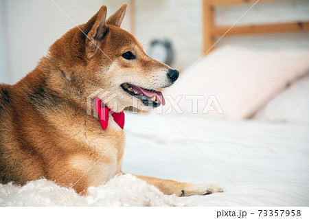 Brown Shiba Inu Dog with red ribbon lying on white bed in bedroom with copy space 73357958