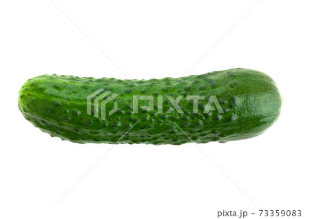 Fresh green cucumber on a white background. One cucumber closeup isolated on white background. 73359083