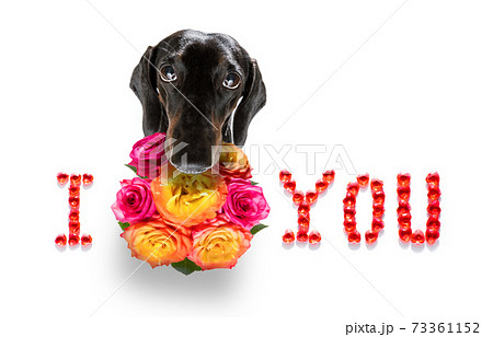 valentines mothers and fathers day dog 73361152