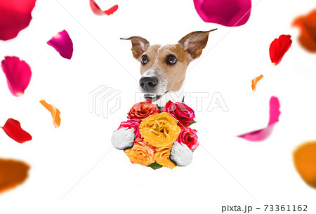 valentines mothers and fathers day dog 73361162