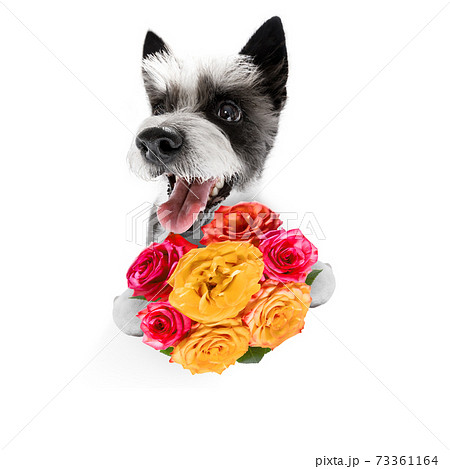 valentines mothers and fathers day dog 73361164