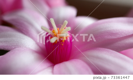 Blooming zygocactus Schlumbergera 73361447