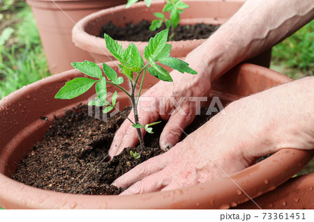 A man plants young green tomato sprouts into the pots, A man plants young green tomato sprouts into the pots, 73361451