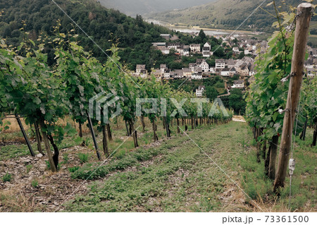 Vineyards on a slope 73361500