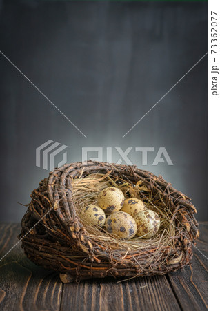Little fresh QuailEggs In a nest on dark Background 73362077