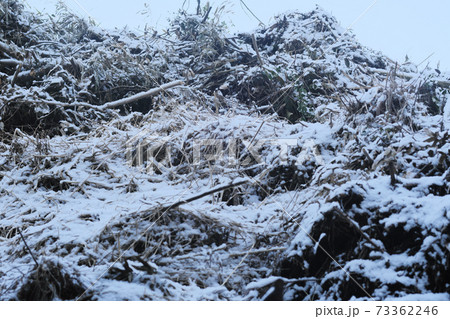 木々に積もる冬の雪 木々に積もる冬の雪 73362246