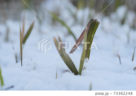 雪に囲まれた葉 雪に囲まれた葉 73362248