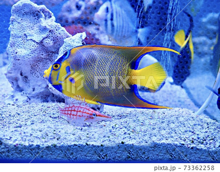 クィーンエンゼル 73362258