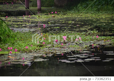 バングラデシュのダッカ郊外　古都のショナルガオのショドルパリ　公園の池に咲く蓮の花 73362351