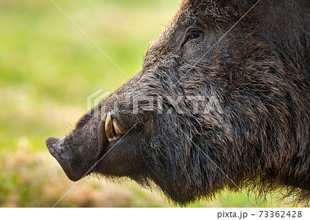 Wild Boar Head With Tusks Looking On Grassland の写真素材