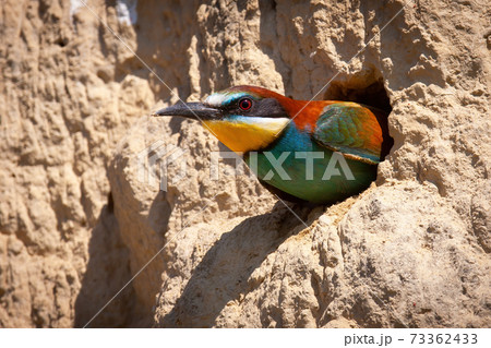 European bee-eater peeking from a nesting hole in the ground inside colony European bee-eater peeking from a nesting hole in the ground inside colony 73362433