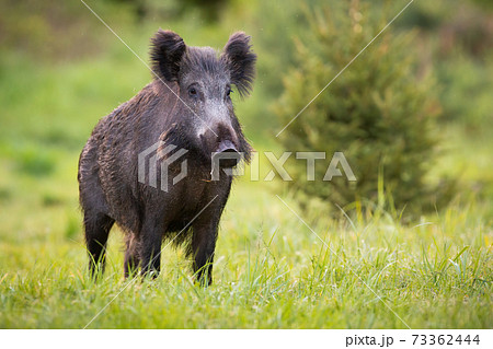 Wild Boar Standing On Fresh Grass In Springtime の写真素材