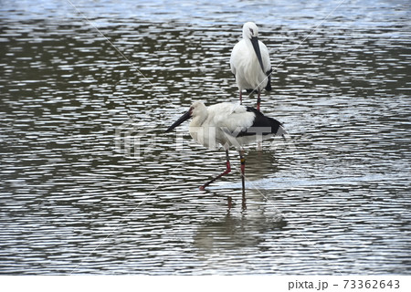 野鳥/コウノトリ 野鳥/コウノトリ 73362643
