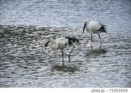 野鳥/コウノトリ 野鳥/コウノトリ 73362656