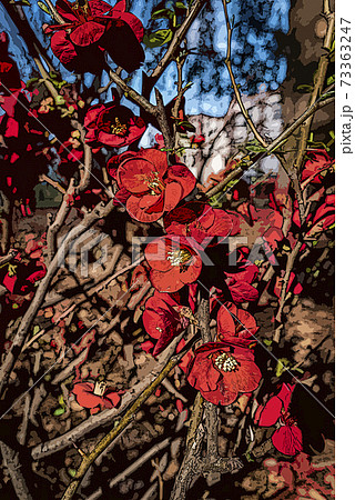 春が近づく公園に咲く赤い梅の木に咲く花 イラスト のイラスト素材