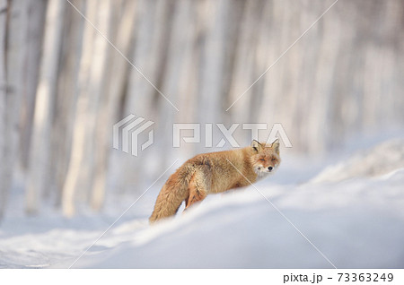 冬の森を歩くキタキツネ（北海道） 73363249