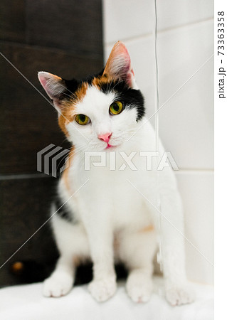 Tricolor shorthaired kitten playing in the bathroom 73363358