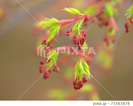 モミジの蕾 73363878