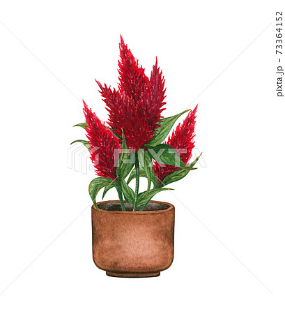 Blooming red cockscomb in a pot. Watercolor illustration isolated on white background. Houseplant 73364152