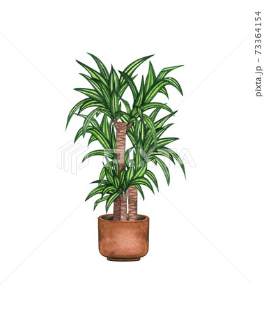 Cane plant, houseplant in the pot, isolated on white background. Watercolor potted plant illustration. Home decor Cane plant, houseplant in the pot, isolated on white background. Watercolor potted plant illustration. Home decor 73364154