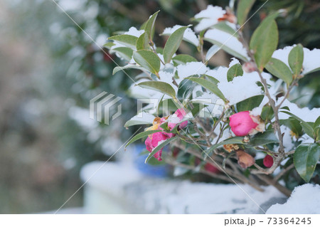 雪が乗り寒そうなサザンカの花 73364245