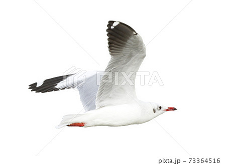 Seagull flying isolated on white background Seagull flying isolated on white background 73364516