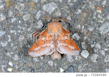 ヒメカレハ(北海道・知床) ヒメカレハ(北海道・知床) 73364590