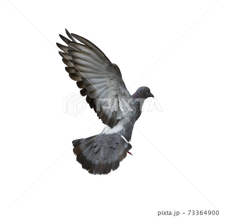Pigeon flying isolated on white backgroundの写真素材 [73364900