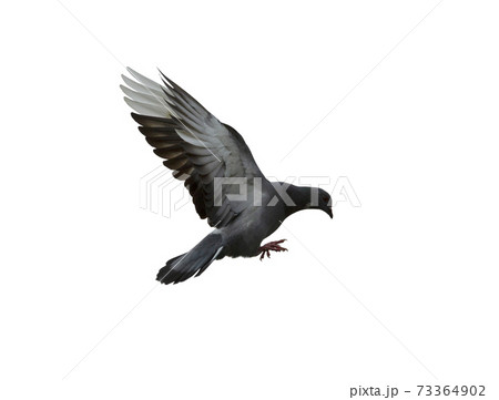 Pigeon flying isolated on white background 73364902