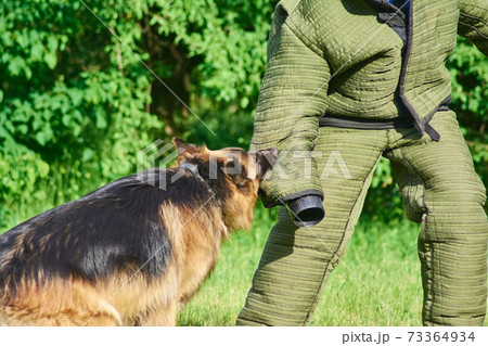 The dog is biting. 73364934