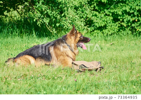 The dog is lying with the bag nearby. The dog is lying with the bag nearby. 73364935