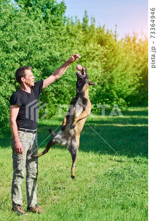 The dog is about to catch the ball. 73364946