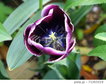 ダークな紫に白の縁取りが効いているジャックポット ダークな紫に白の縁取りが効いているジャックポット 73365029
