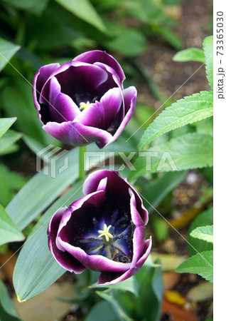 ダークな紫に白の縁取りが効いているジャックポット 73365030