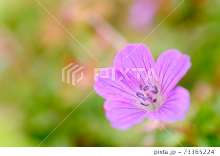 谷川岳に咲くハクサンフウロ 谷川岳に咲くハクサンフウロ 73365224