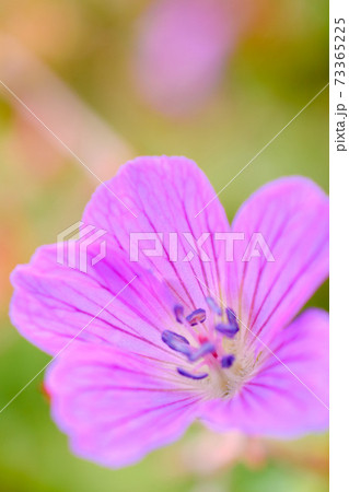 谷川岳に咲くハクサンフウロのクローズアップ 73365225