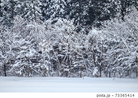 冬の山 雪 森林 冬の山 雪 森林 73365414